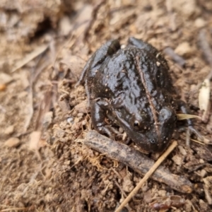 Limnodynastes tasmaniensis at Bungendore, NSW - 22 Sep 2022