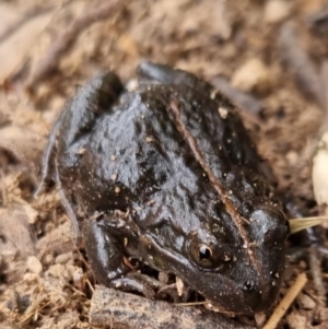 Limnodynastes tasmaniensis at Bungendore, NSW - 22 Sep 2022