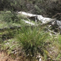 Lepidosperma laterale (Variable Sword Sedge) at The Pinnacle - 20 Sep 2022 by sangio7