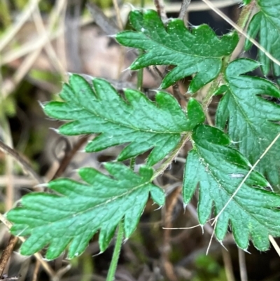 Acaena x ovina (Sheep's Burr) at Hughes, ACT - 22 Sep 2022 by KL