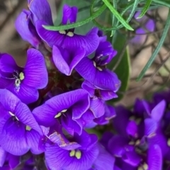 Hardenbergia violacea (False Sarsaparilla) at Deakin, ACT - 22 Sep 2022 by KL