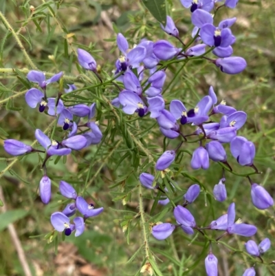 Comesperma volubile (Love Creeper) at Wandandian, NSW - 8 Sep 2022 by AnneG1