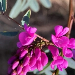 Indigofera australis subsp. australis (Australian Indigo) at Hughes, ACT - 20 Sep 2022 by KL