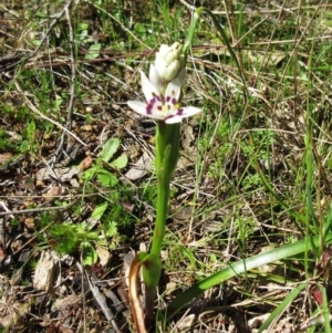 Wurmbea dioica subsp. dioica at Hawker, ACT - 20 Sep 2022 11:55 AM