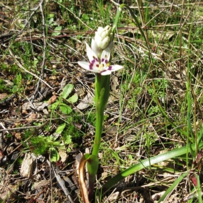Wurmbea dioica subsp. dioica (Early Nancy) at The Pinnacle - 20 Sep 2022 by sangio7
