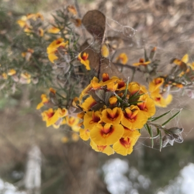 Dillwynia sieberi (Sieber's Parrot Pea) at Yarrow, NSW - 22 Sep 2022 by Mavis