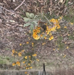 Dillwynia sieberi at Yarrow, NSW - 22 Sep 2022 02:22 PM