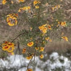 Dillwynia sieberi at Yarrow, NSW - 22 Sep 2022 02:22 PM