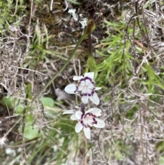 Wurmbea dioica subsp. dioica at Yarrow, NSW - 22 Sep 2022