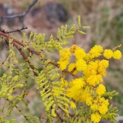 Acacia cardiophylla (Wyalong Wattle) at Isaacs, ACT - 22 Sep 2022 by Mike