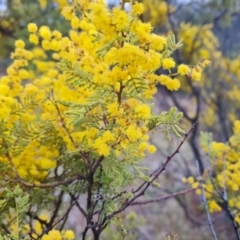 Acacia cardiophylla at Isaacs, ACT - 22 Sep 2022 04:46 PM