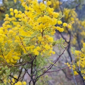 Acacia cardiophylla at Isaacs, ACT - 22 Sep 2022