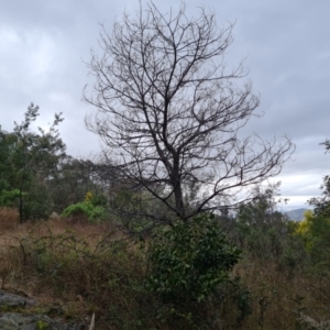 Acacia melanoxylon at Jerrabomberra, ACT - 22 Sep 2022