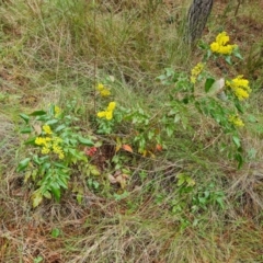 Berberis aquifolium (Oregon Grape) at Jerrabomberra, ACT - 22 Sep 2022 by Mike