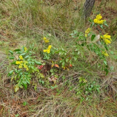 Berberis aquifolium (Oregon Grape) at Jerrabomberra, ACT - 22 Sep 2022 by Mike