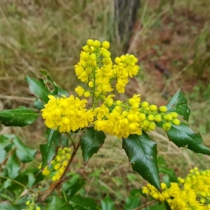 Berberis aquifolium at Jerrabomberra, ACT - 22 Sep 2022 03:58 PM