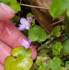 Cymbalaria muralis subsp. muralis (Ivy-leaved Toadflax) at Bungendore, NSW - 22 Sep 2022 by clarehoneydove