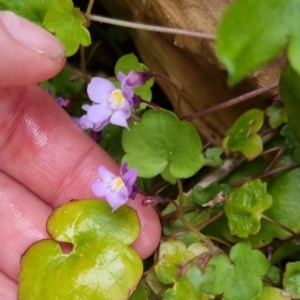 Cymbalaria muralis subsp. muralis at Bungendore, NSW - 22 Sep 2022 04:25 PM