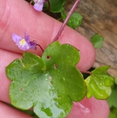 Cymbalaria muralis subsp. muralis at Bungendore, NSW - 22 Sep 2022 04:25 PM