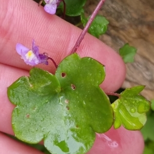 Cymbalaria muralis subsp. muralis at Bungendore, NSW - 22 Sep 2022 04:25 PM