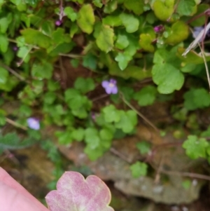 Cymbalaria muralis subsp. muralis at Bungendore, NSW - 22 Sep 2022