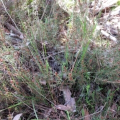 Hibbertia calycina at Hawker, ACT - 20 Sep 2022 12:04 PM