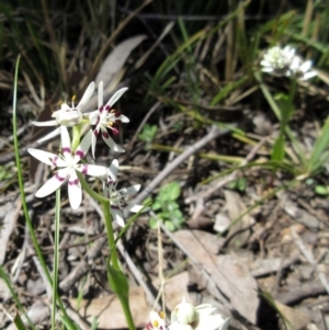 Wurmbea dioica subsp. dioica at Hawker, ACT - 20 Sep 2022 12:22 PM