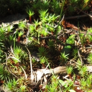 Polytrichaceae sp. (family) at Hawker, ACT - 20 Sep 2022 12:30 PM