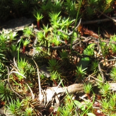 Polytrichaceae sp. (family) (A moss) at The Pinnacle - 20 Sep 2022 by sangio7