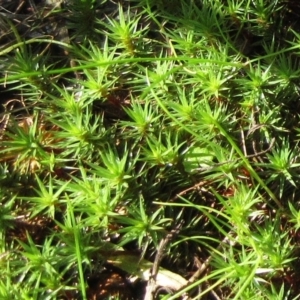 Polytrichaceae at Hawker, ACT - 20 Sep 2022