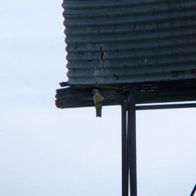 Platycercus elegans flaveolus (Yellow Rosella) at Indigo Valley, VIC - 20 Sep 2022 by Darcy