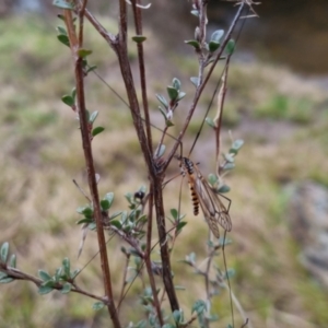 Ischnotoma (Ischnotoma) rubriventris at Bungendore, NSW - 22 Sep 2022