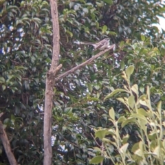 Rhipidura albiscapa (Grey Fantail) at North Albury, NSW - 21 Sep 2022 by Darcy