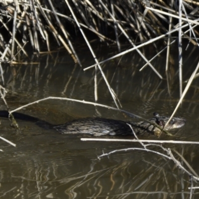 Hydromys chrysogaster (Rakali or Water Rat) at Jerrabomberra Wetlands - 29 Jun 2021 by Waterwatch