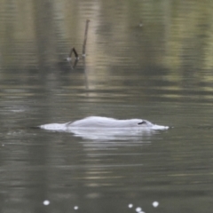 Ornithorhynchus anatinus (Platypus) at Undefined - 23 Jul 2021 by Waterwatch