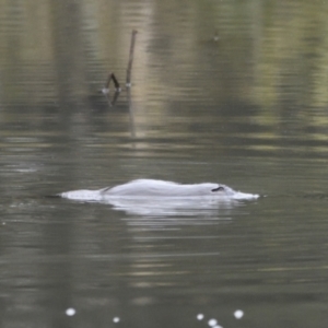 Ornithorhynchus anatinus at Tidbinbilla Nature Reserve - 23 Jul 2021