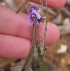 Hovea heterophylla (Common Hovea) at Bungendore, NSW - 22 Sep 2022 by clarehoneydove