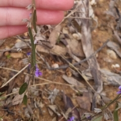 Hovea heterophylla at Bungendore, NSW - 22 Sep 2022