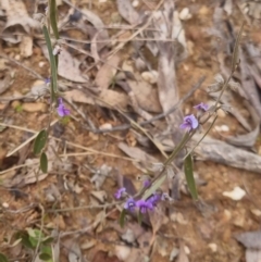 Hovea heterophylla at Bungendore, NSW - 22 Sep 2022