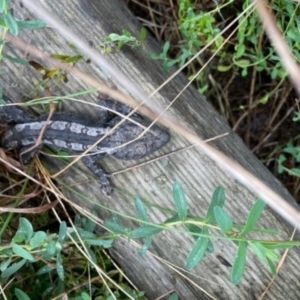 Amphibolurus muricatus at Watson, ACT - 15 Sep 2022