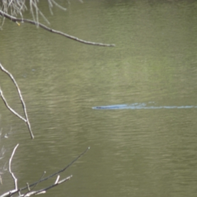 Ornithorhynchus anatinus (Platypus) at Stony Creek - 5 Aug 2021 by Waterwatch