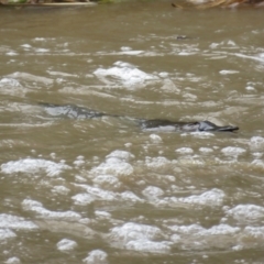 Ornithorhynchus anatinus (Platypus) at Mount Adrah, NSW - 8 Jun 2022 by Waterwatch