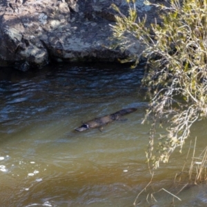 Ornithorhynchus anatinus at Molonglo Gorge - 11 Oct 2022