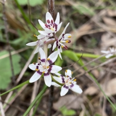 Wurmbea dioica subsp. dioica (Early Nancy) at Jerrabomberra, NSW - 22 Sep 2022 by Steve_Bok