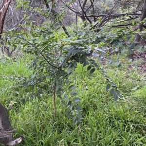 Ligustrum sinense at Jerrabomberra, NSW - 22 Sep 2022 05:39 PM