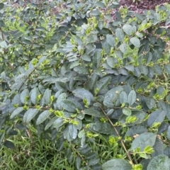 Ligustrum sinense at Jerrabomberra, NSW - 22 Sep 2022