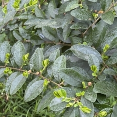 Ligustrum sinense at Jerrabomberra, NSW - 22 Sep 2022