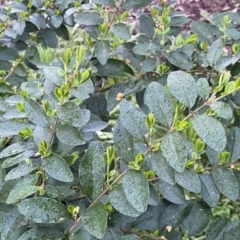 Ligustrum sinense at Jerrabomberra, NSW - 22 Sep 2022