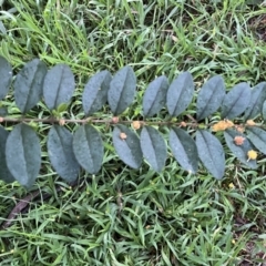 Ligustrum sinense at Jerrabomberra, NSW - 22 Sep 2022