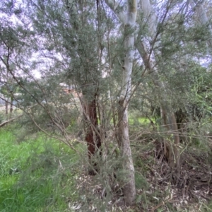 Kunzea ericoides at Jerrabomberra, NSW - 22 Sep 2022 05:34 PM